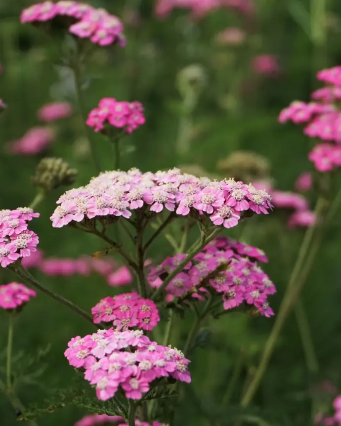 [ACH-ROS-B18X18] Achillea Rosada - B18X18