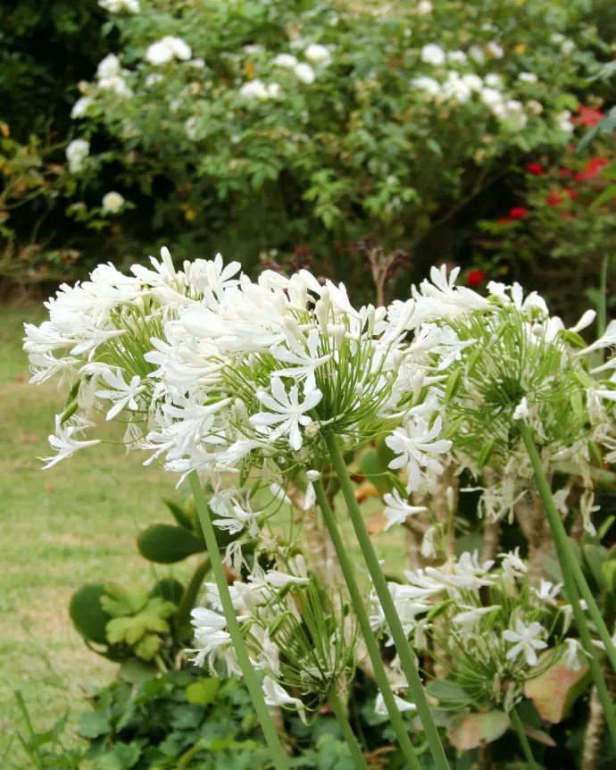 [AGA-BLA-B18X18] Agapanto blanco ‘White Ice’ - B18X18