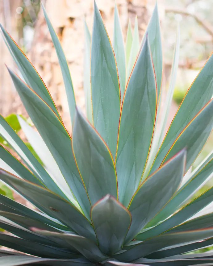 [AGA-BLU-M15] Agave 'Blue Glow' - M15