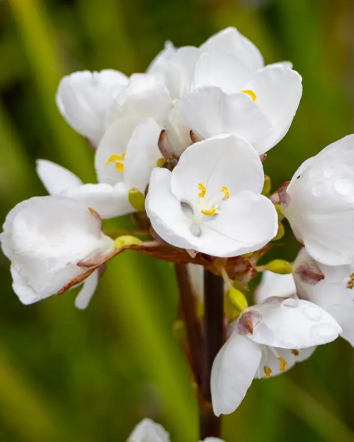 [CAL-CAL-B18X18] Calle Calle - B18X18