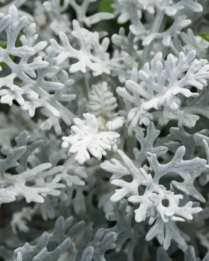 [CIN-MAR-B20X20] Cineraria Maritima - B20X20