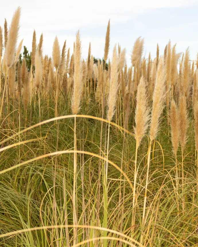 Cola De Zorro - B18X18