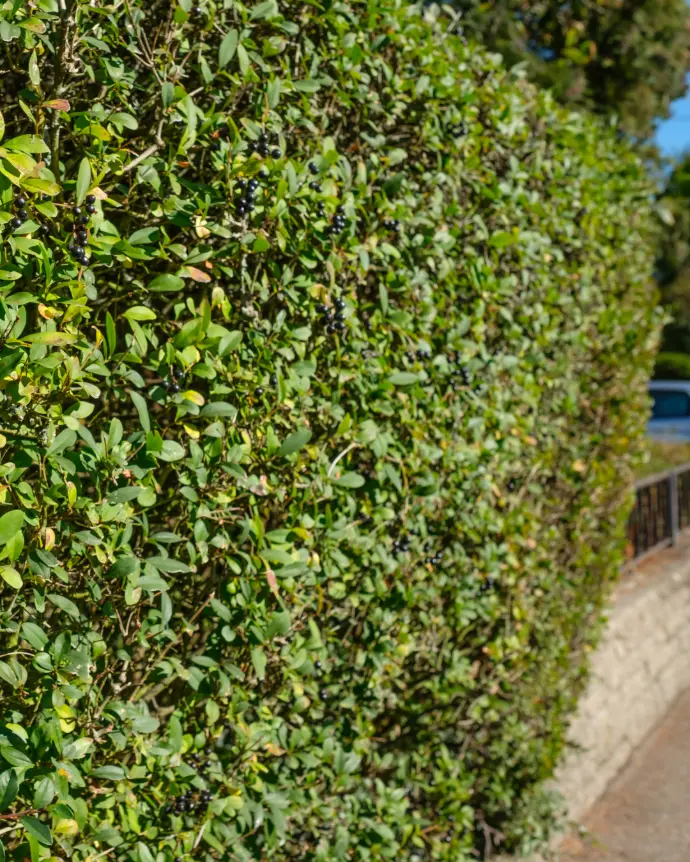 [CRA-CRA-B18X18] Crateus - B18X18