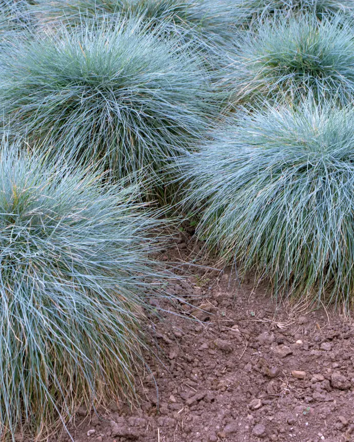 [FES-GLA-B15X15] Festuca - B15X15