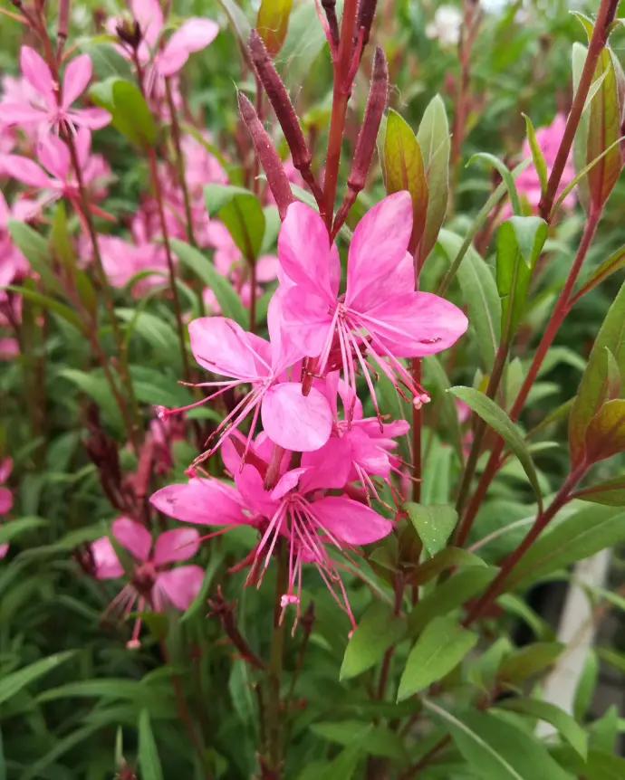 [GAU-FUC-B18X18] Gaura fuccia - B18X18