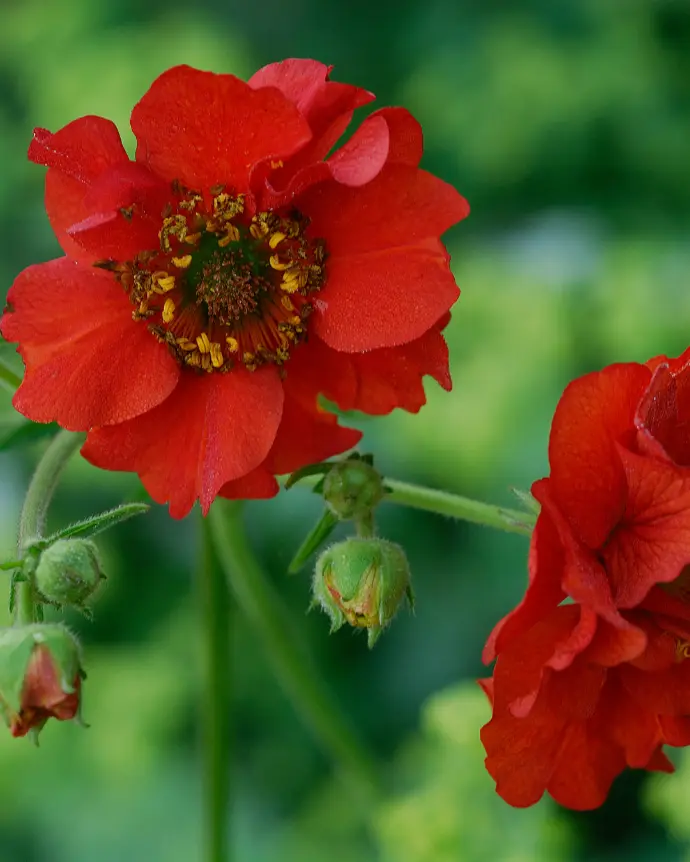 [GEU-ROJ-B15X15] Geum Mrs Bradshaw - B15X15