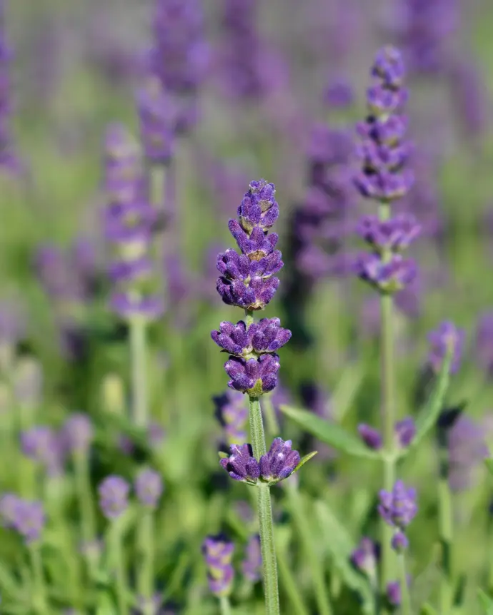[LAV-ING-B18X18] Lavanda Inglesa - B18X18