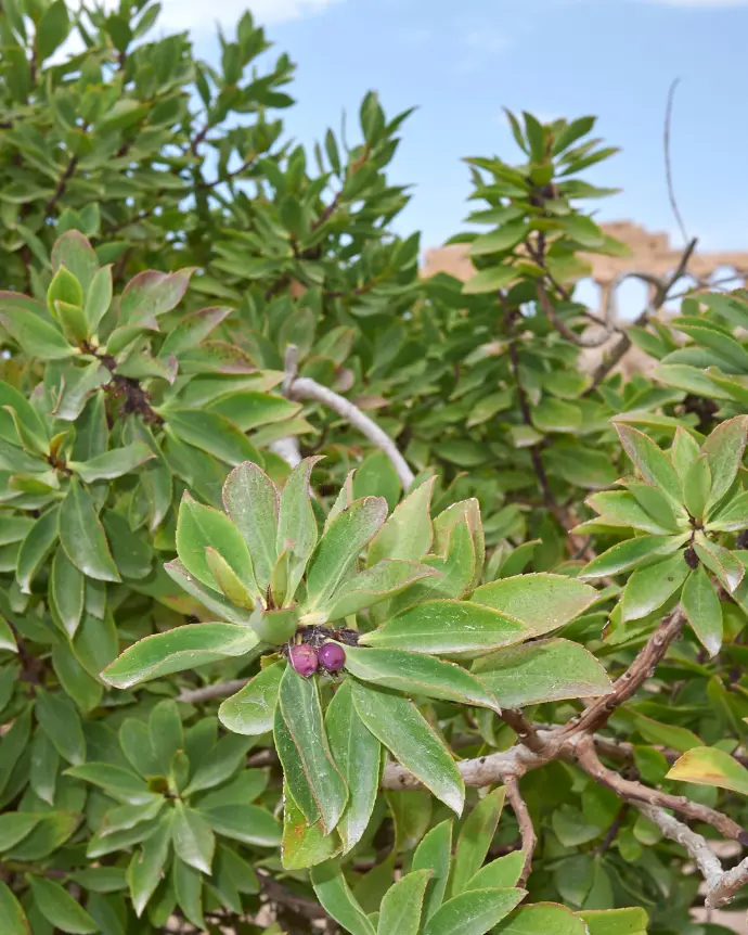 [MYO-ARB-B15X15] Myoporo Arbustivo - B15X15