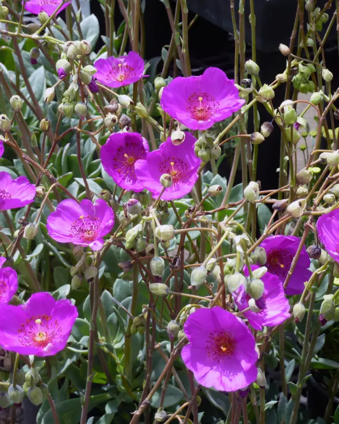 [PAT-GUA-M15] Pata De Guanaco - M15