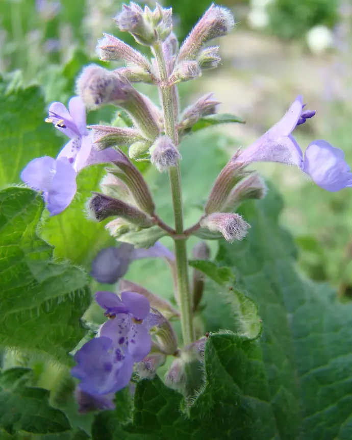 [SAL-CHA-B18X18] Salvia Chamelaeagnea - B18X18