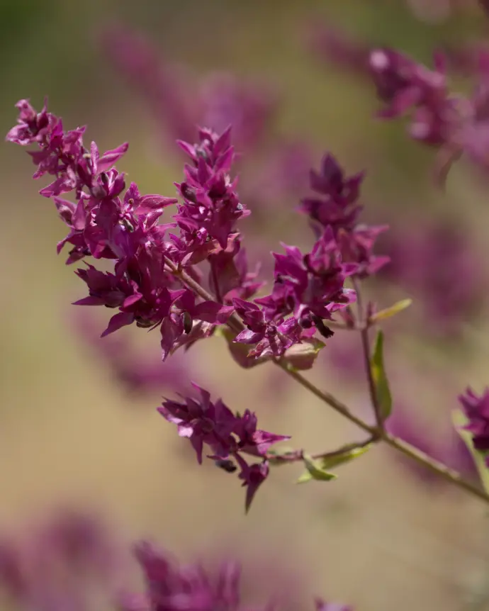 [SAL-CAN-B18X18] Salvia de canarias - B18X18