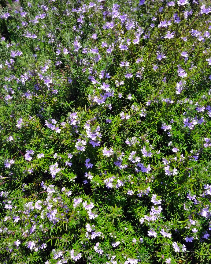 [WES-MOR-B20X20] Westringia Morada - B20X20