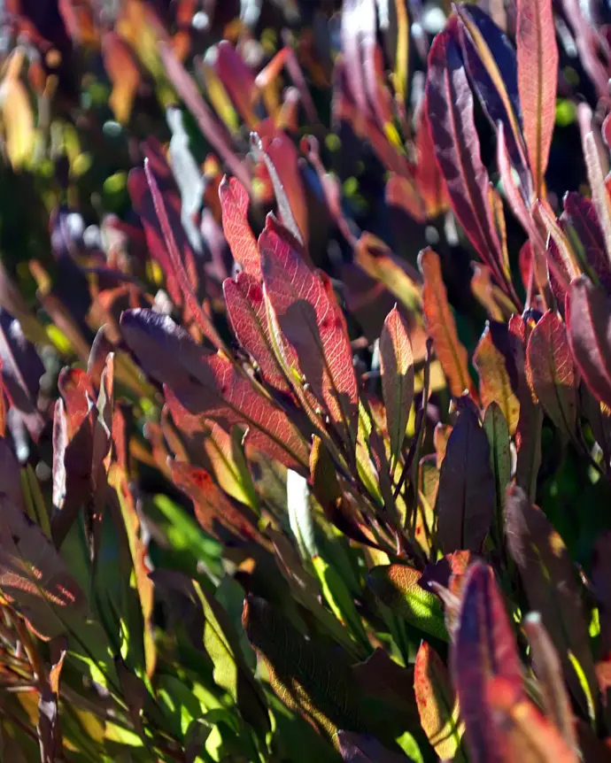[STE-ROJ-B20X25] Stenocarpus Rojo - B20X25
