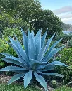 Agave americana - B40X40