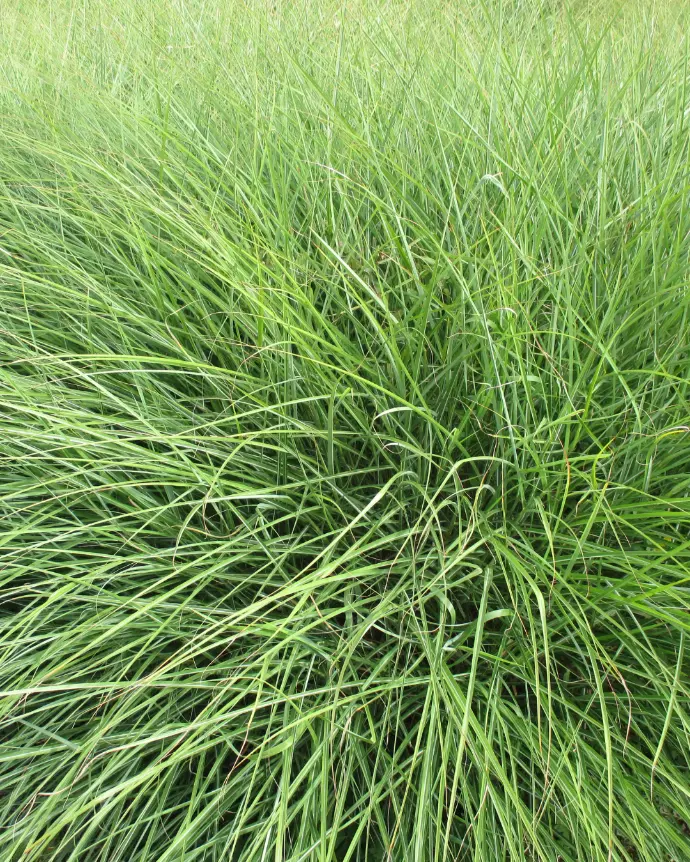 [PAS-HUM-B15X15] Paspalum Haumanii - B15X15