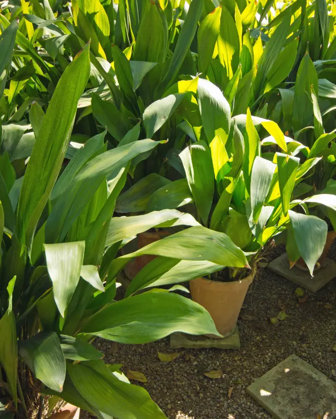 [ASP-VAR-M15] Aspidistra Variegada - M15