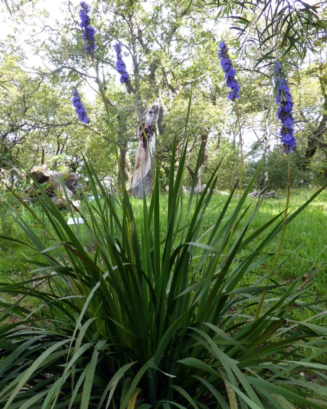 Aristea capitata - B18X18