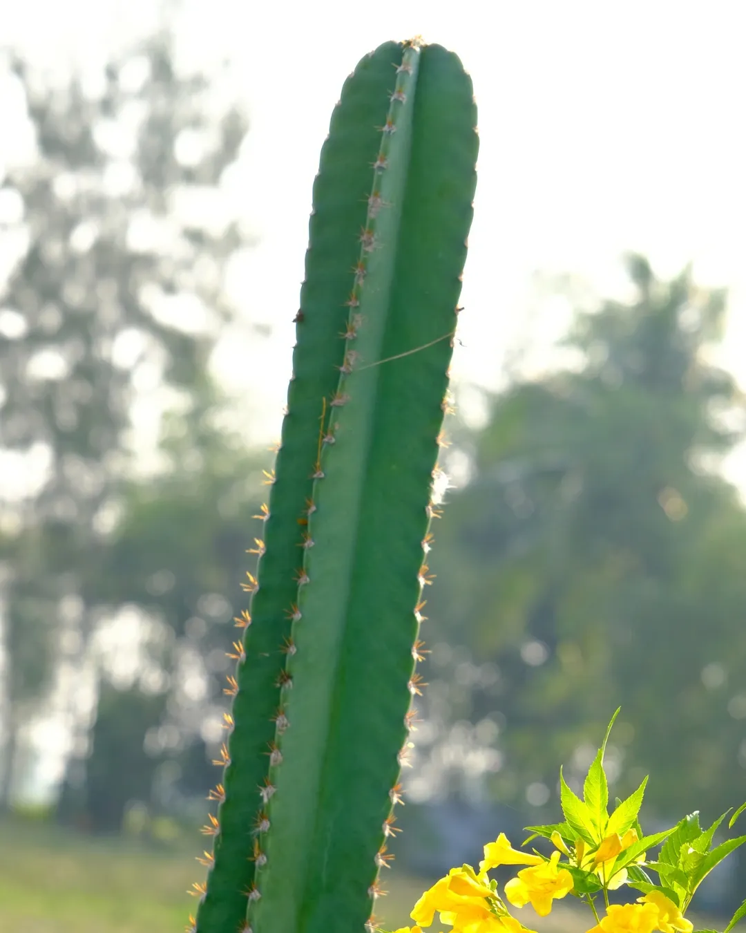 [CAC-SAN-M17] Cactus San Pedro - M17