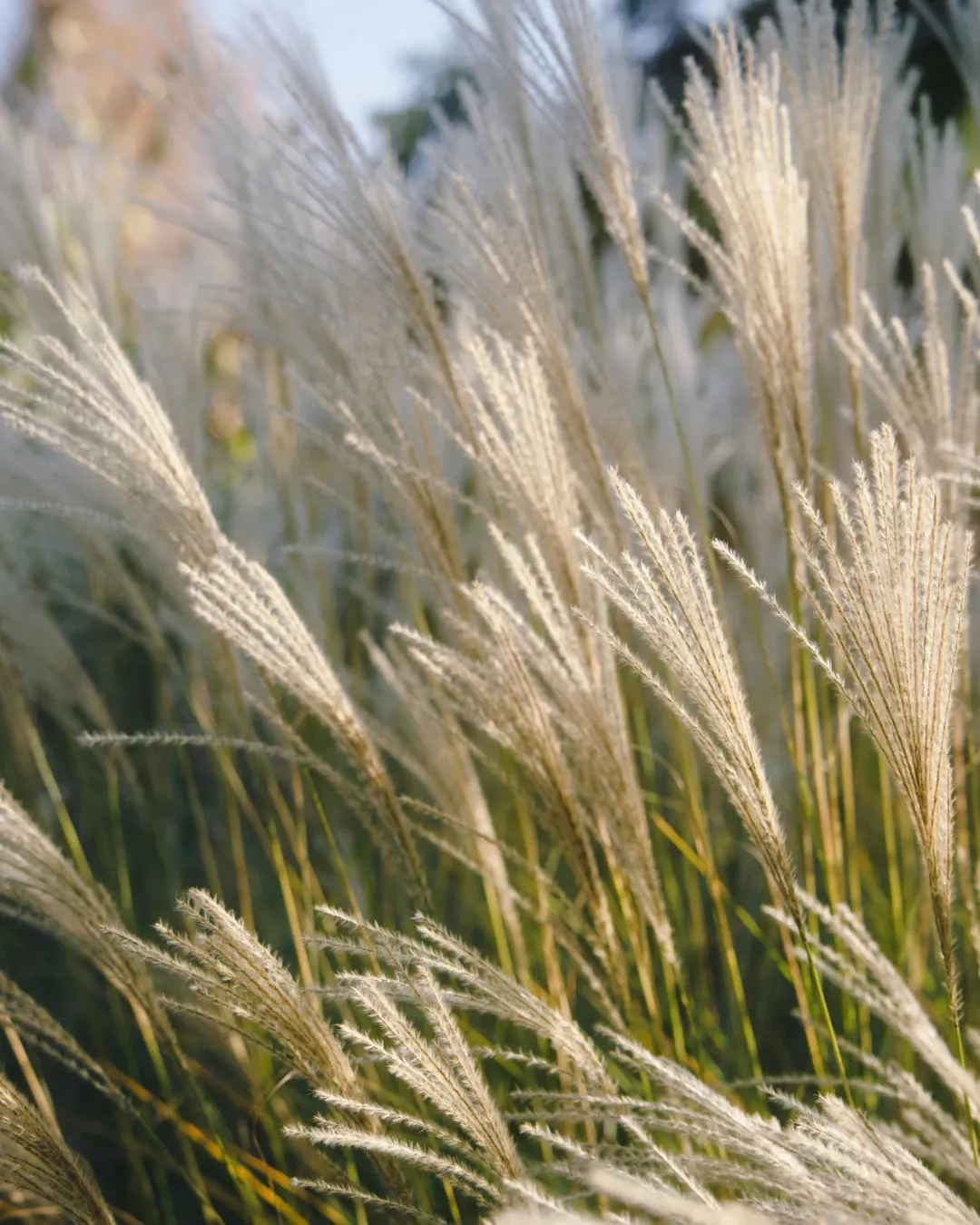 [CAL-KAR-B20X20] Calamagrostis - B20X20