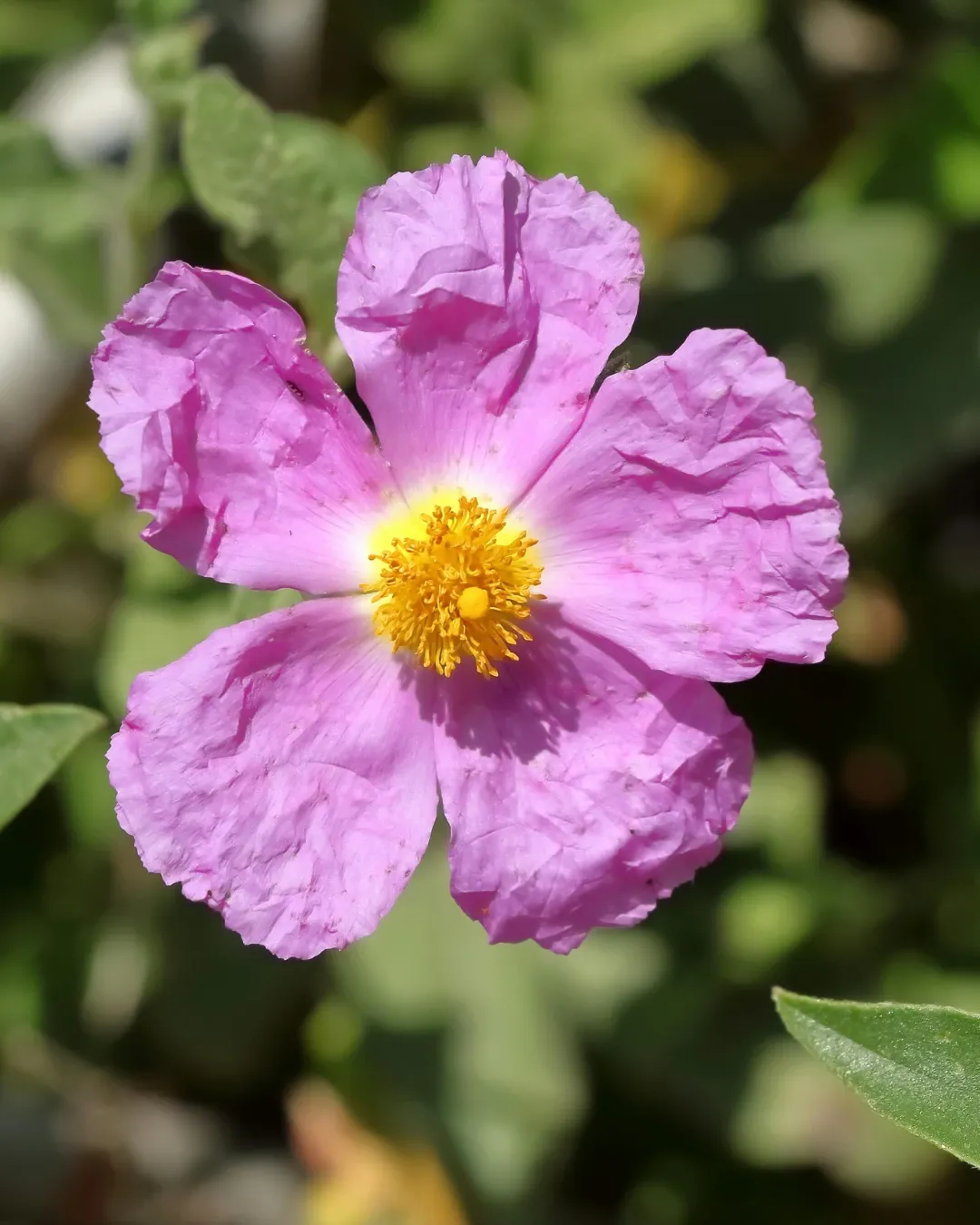 Cistus Albidus