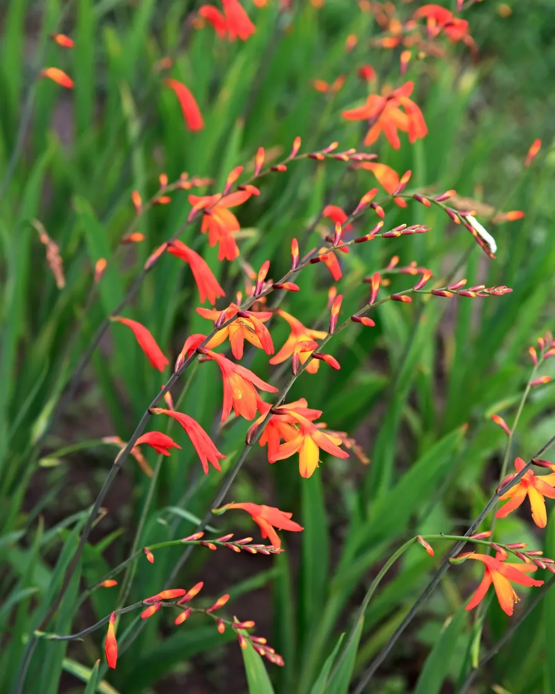 [CRO-CRO-B18X18] Crocosmia - B18X18