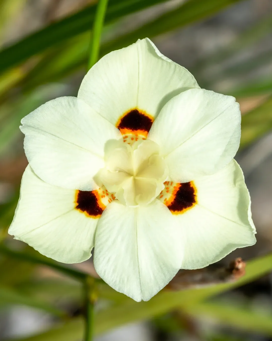 Diete Bicolor - B18X18