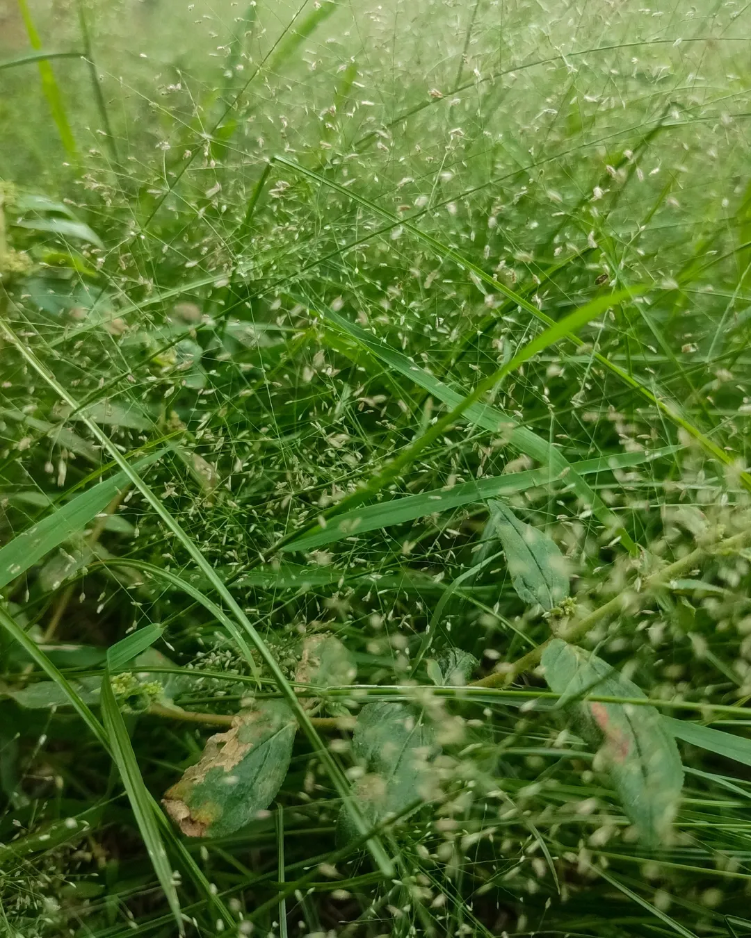 [ERA-VIR-B18X18] Eragrostis Viriscen - B18X18
