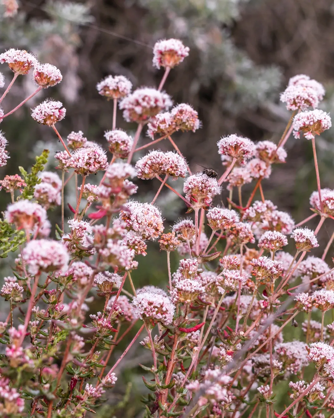 Eriogonum rubescens - B18X18