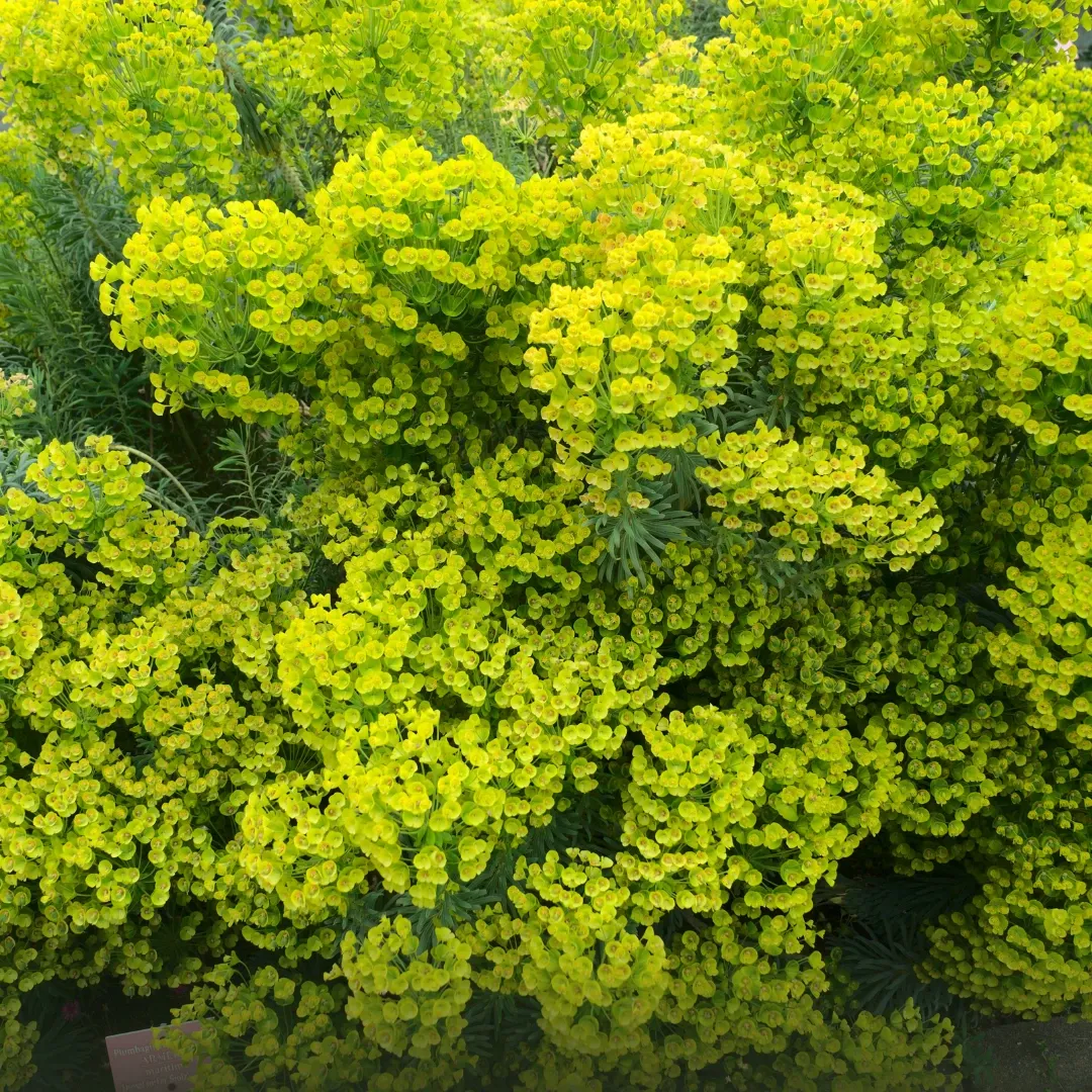 [EUP-COR-B18X18] Euphorbia coralioide - B18X18