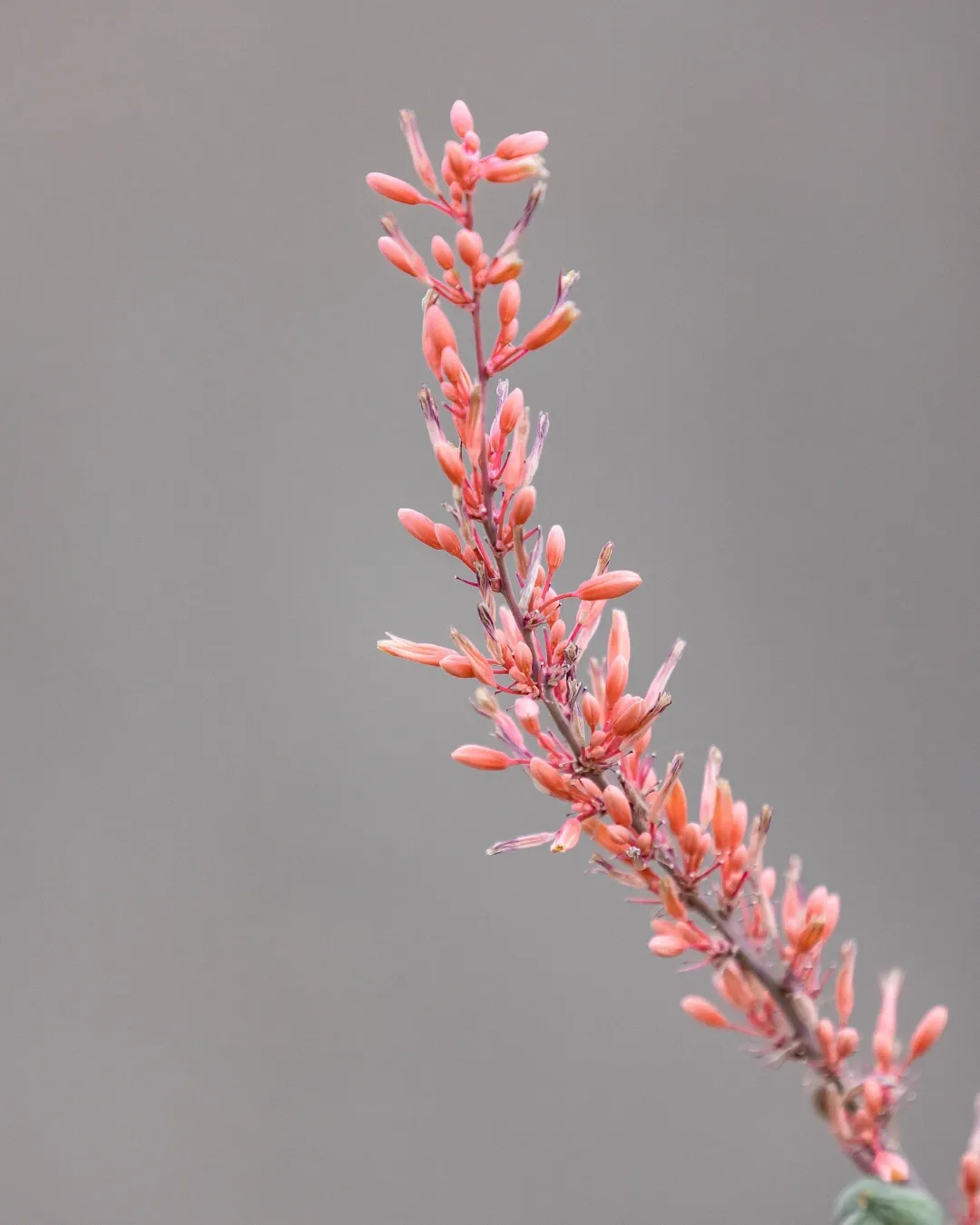 Hesperaloe Parviflora - B20X20