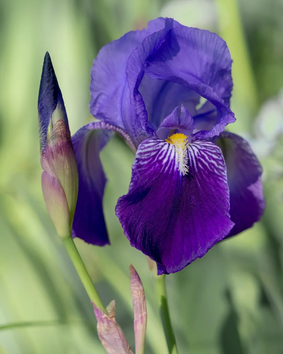 [IRI-MOR-B18X18] Iris morado - B18X18