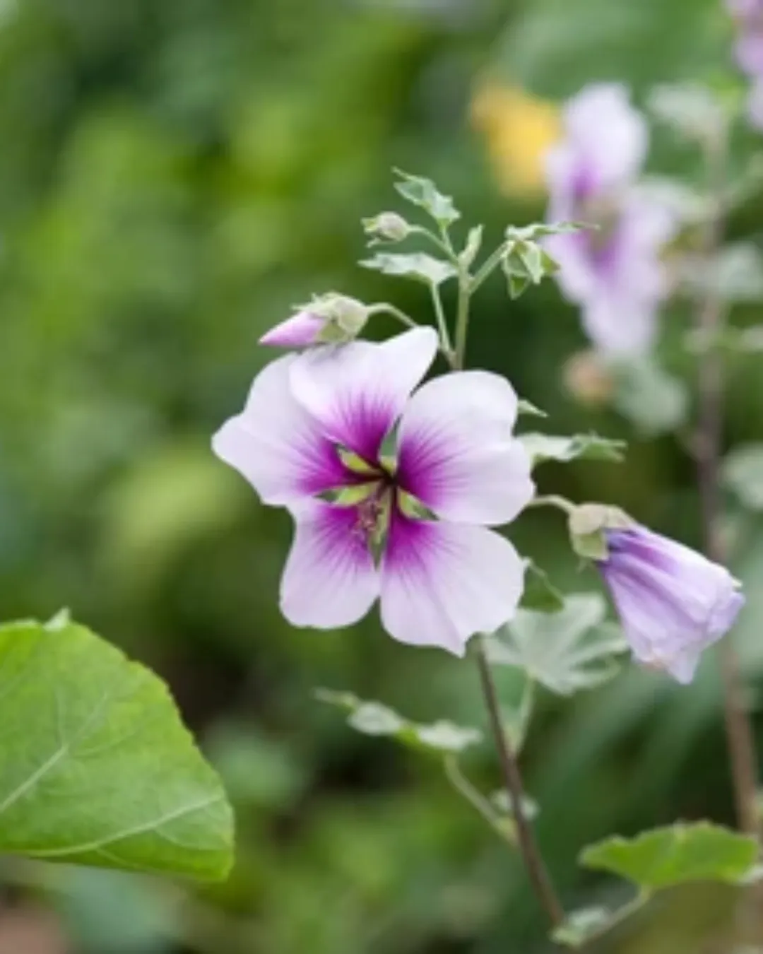 [LAV-MAR-B25X30] Lavatera Maritima - B25X30