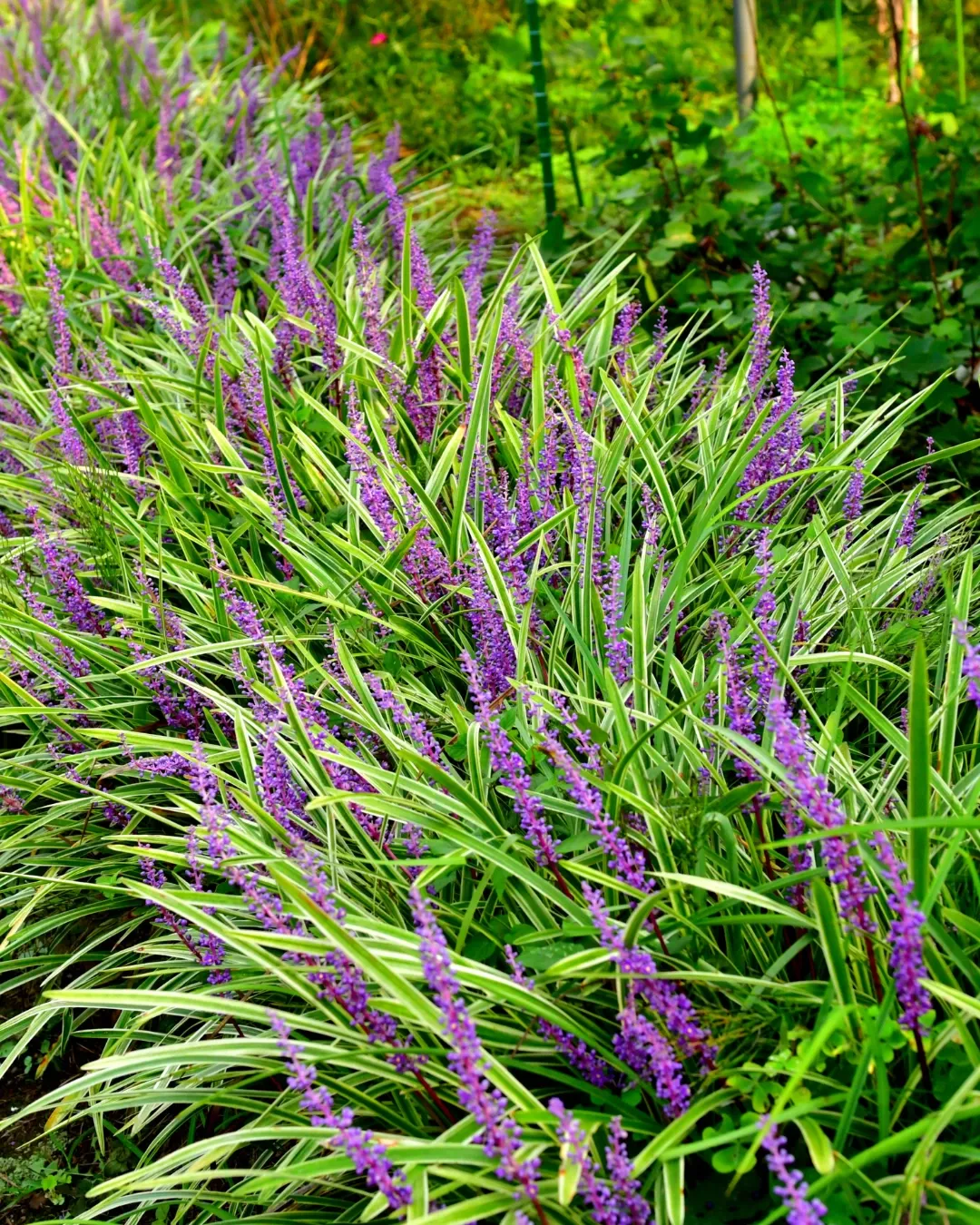 [LIR-MUS-B18X18] Liriope muscaris - B18X18