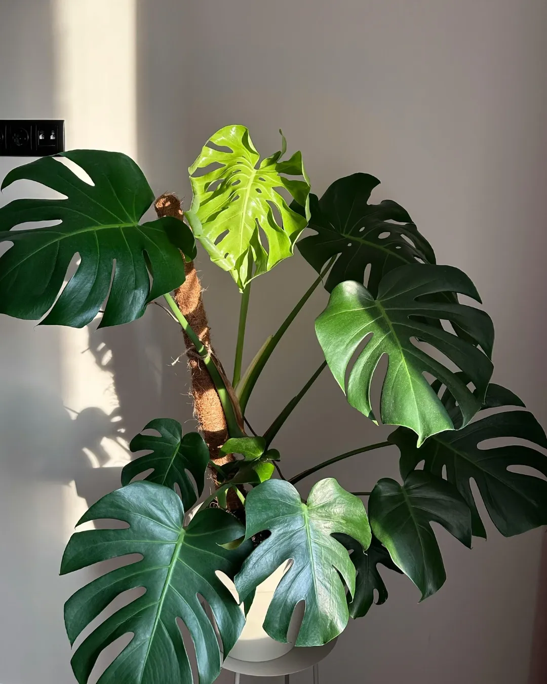 Monstera Deliciosa - M15