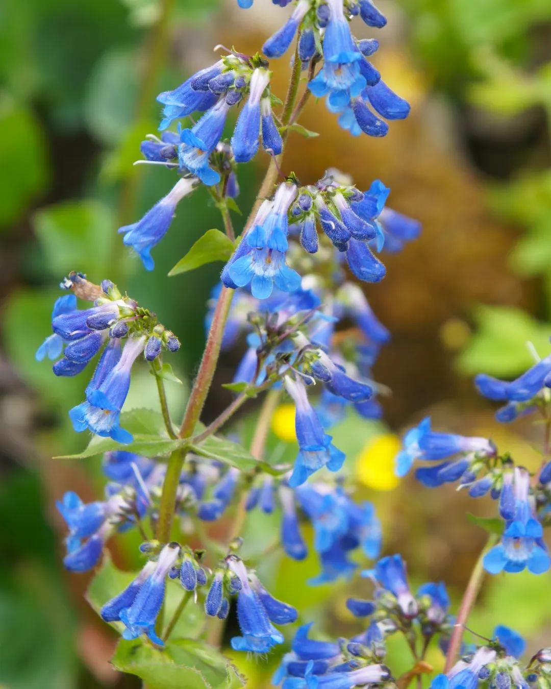 Penstemon electric Blue - PLA