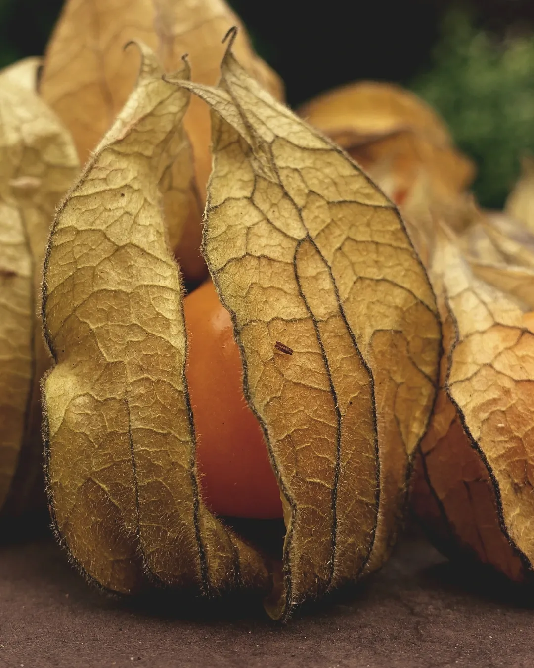 Physalis - B18X18