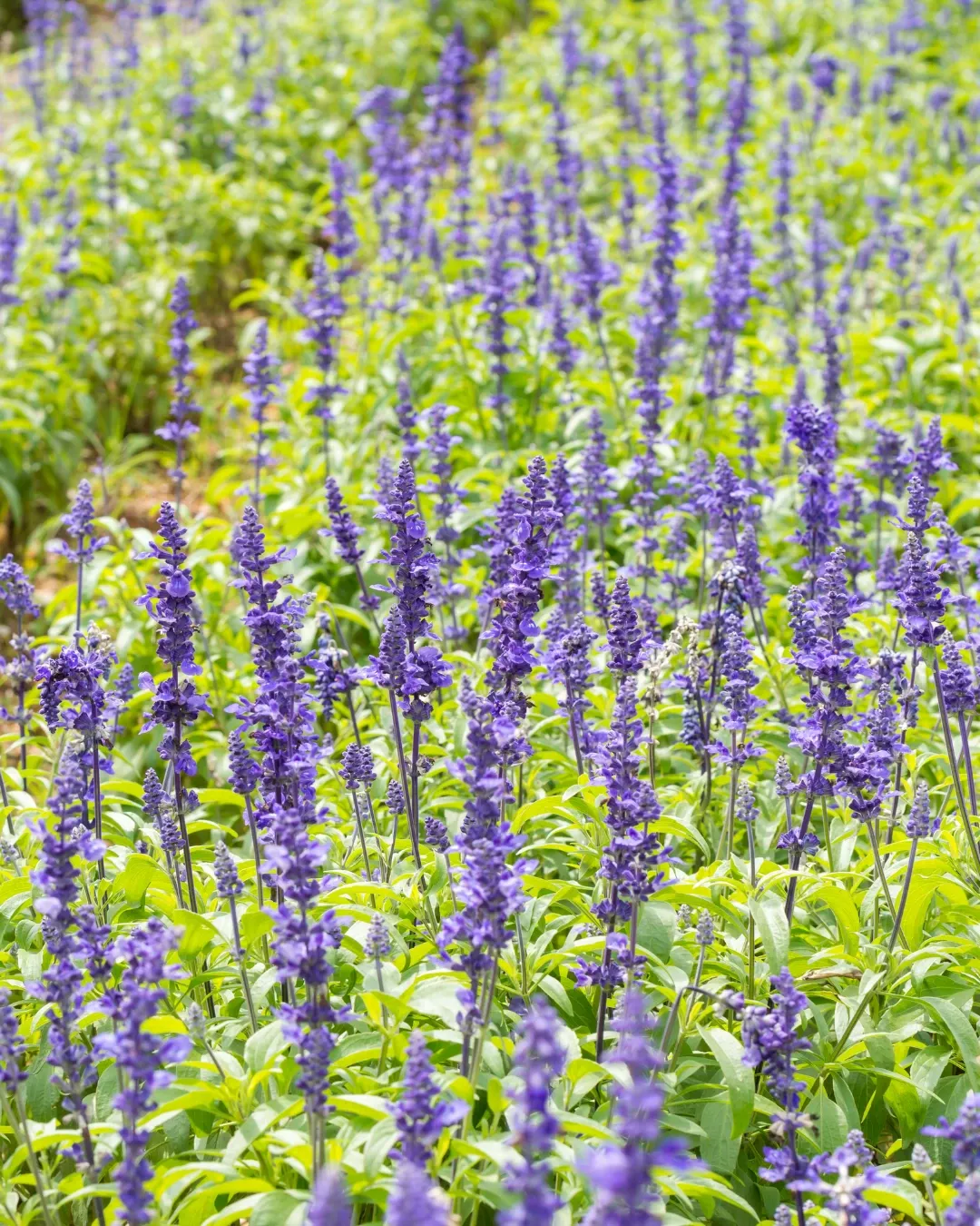 [SAL-BLU-B18X18] Salvia Big Blue - B18X18