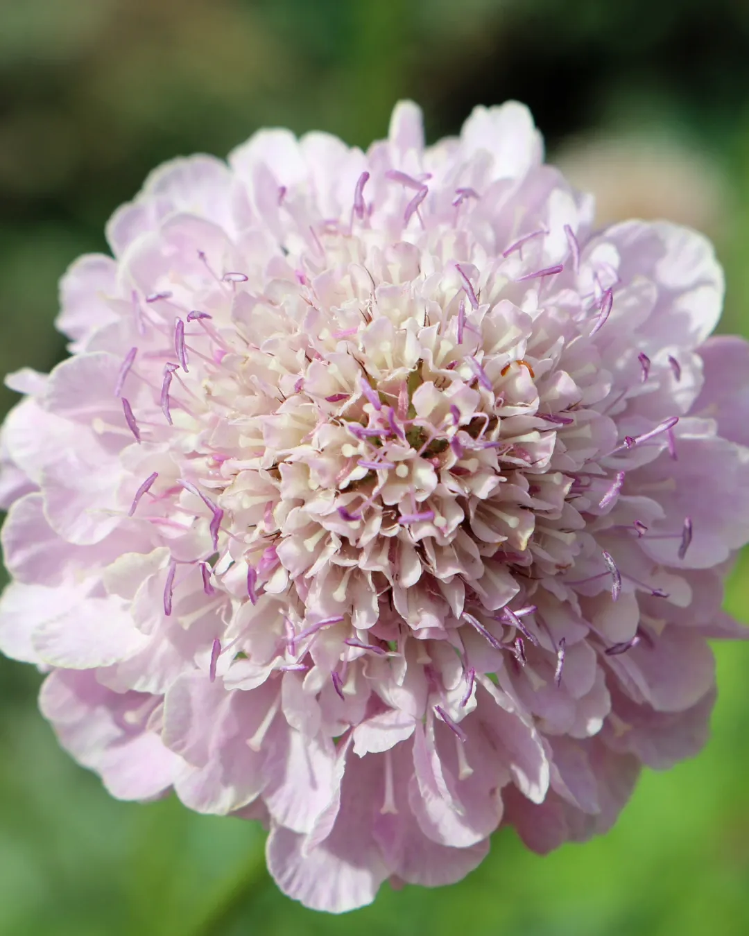 [SCA-VAR-B20X20] Scabiosa Rosada - B20X20