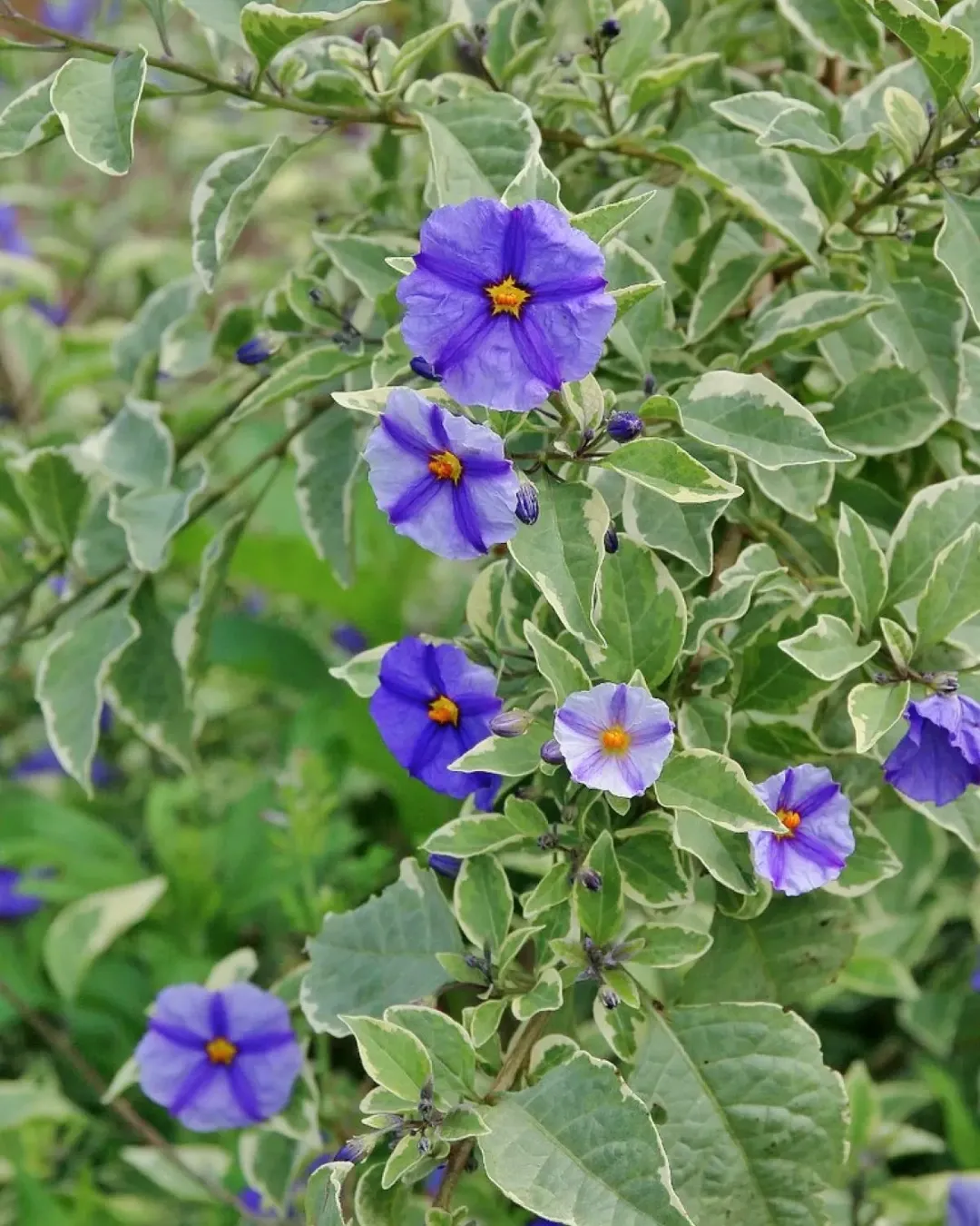 Solanum Rantoneti - PLA