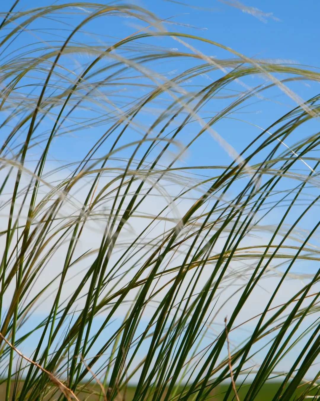 [STI-NEE-B20X20] Stipa neesiana - B20X20