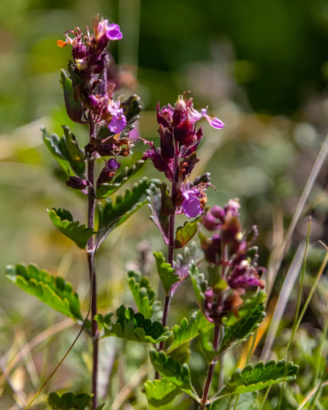 Teucrium chamaedrys - B15X15