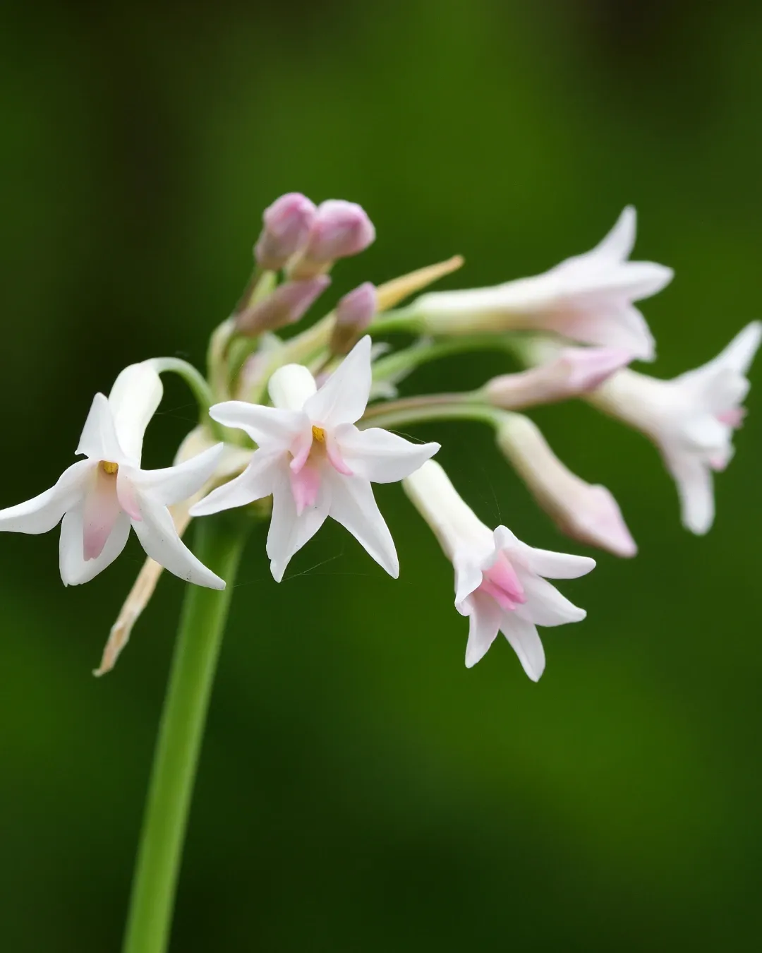 Tulbaghia Blanca - B18X18