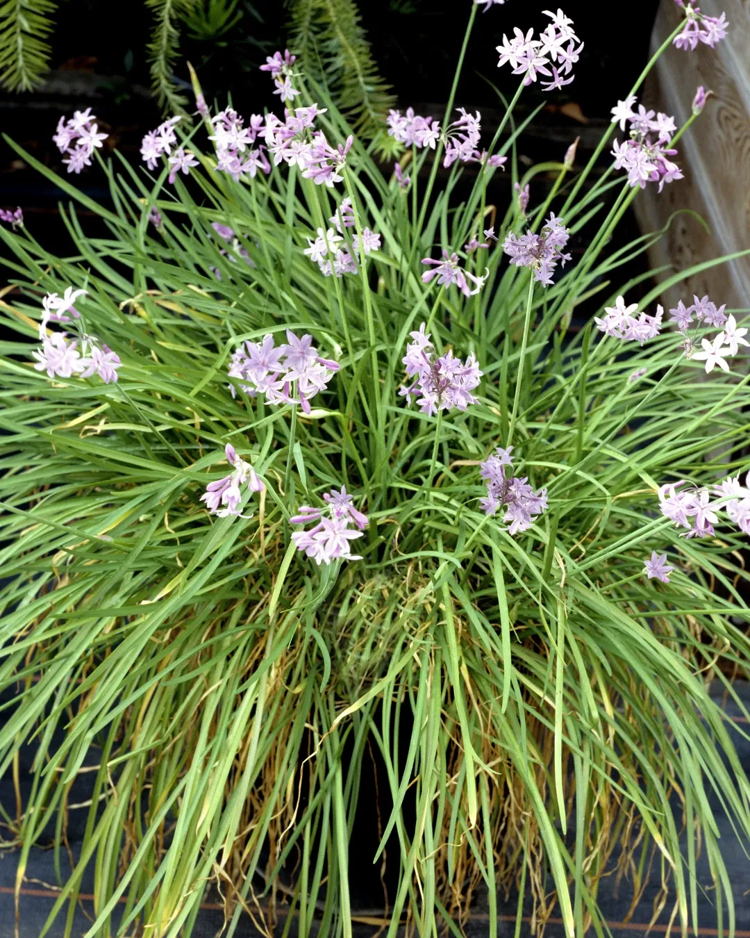 [TUL-MOR-B18X18] Tulbaghia Morada - B18X18