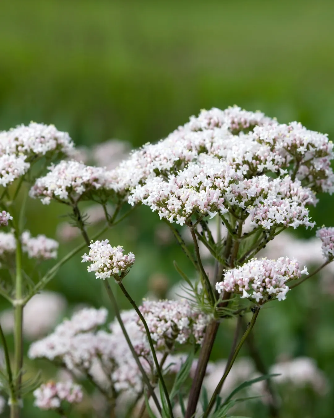 [VAL-BLA-B20X20] Valeriana Blanca - B20X20