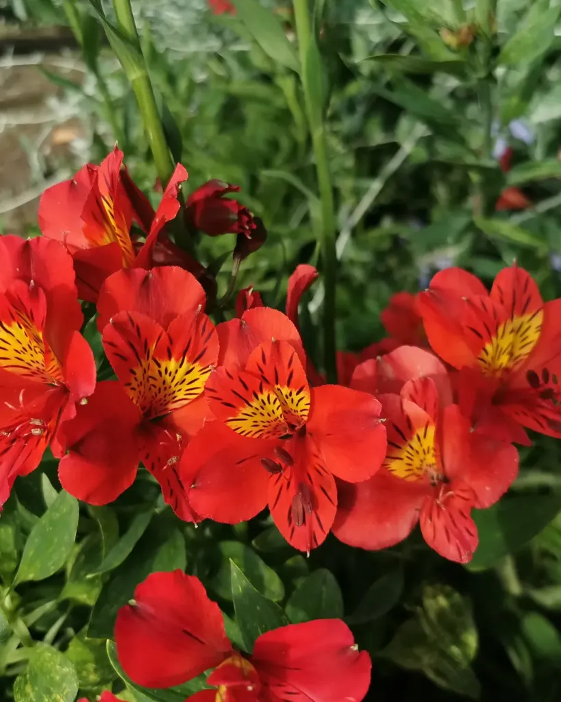 Alstroemeria Roja