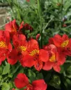 Alstroemeria Roja
