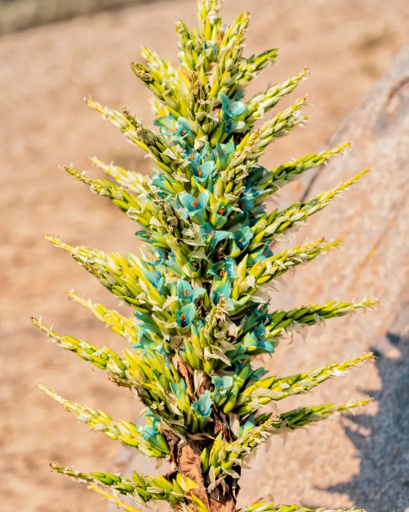 Puya Chilensis - B18X18