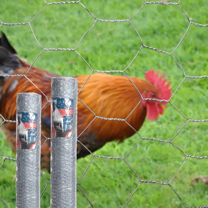 [FMH10008R] Malla Gallinero Galvanizada 50 MT - 0.8 MT