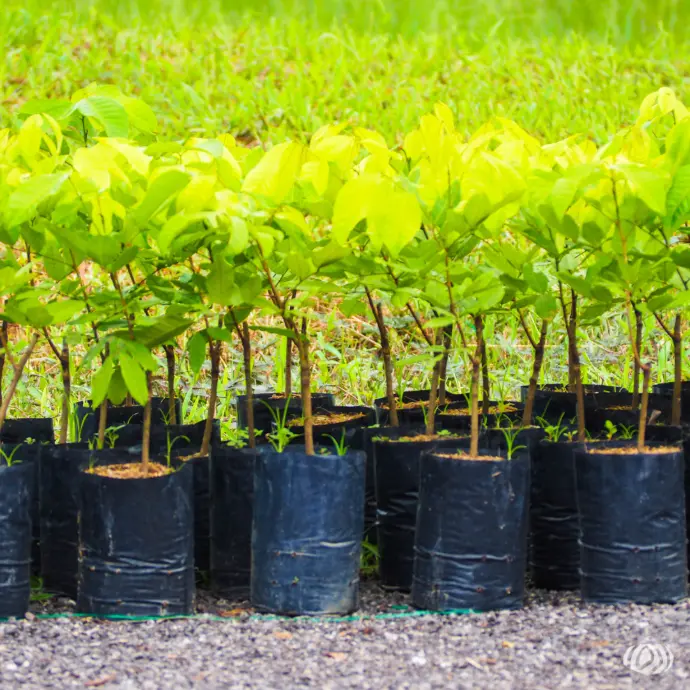 Bolsas Plásticas Cultivo Plantas