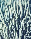Senecio Serpens - M21